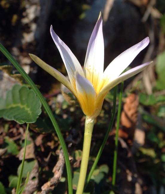 Romulea...ma quale? (bulbocosium, ligustica e ramiflora)